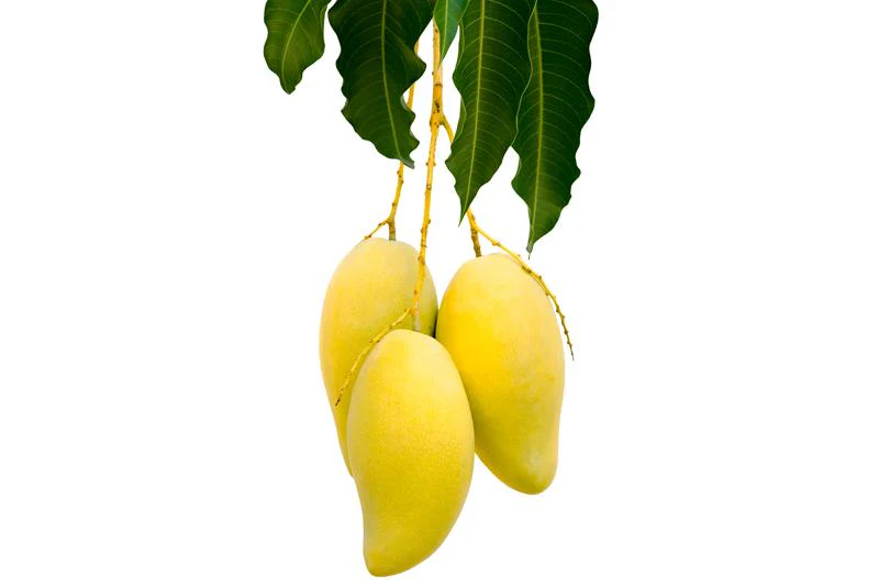 Dussehri Mangoes - Image 3