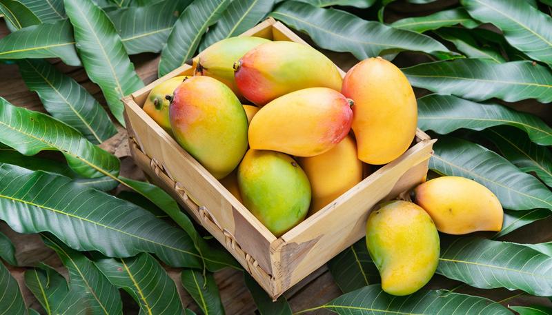 Langara Mangoes - Image 3