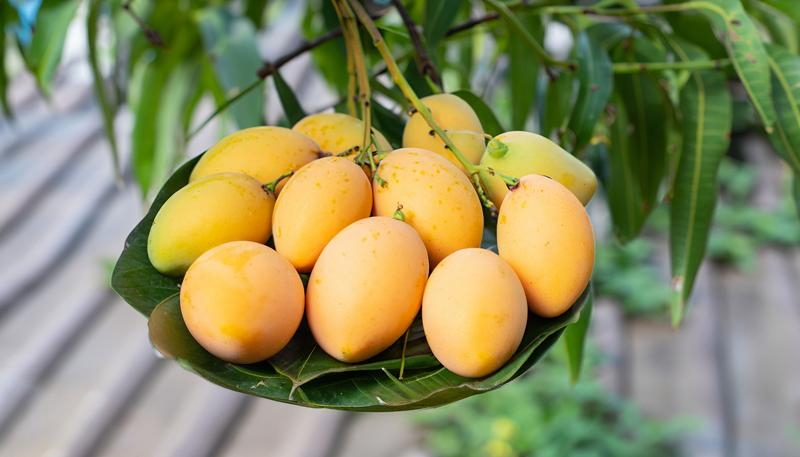 Fresh Indian Alphonso Mangoes for 2026 Season - Image 3
