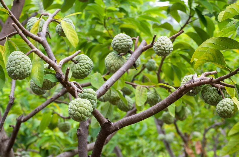 Sitaphal/Custard Apple/Sugar Apple for 2026 Season - Image 3